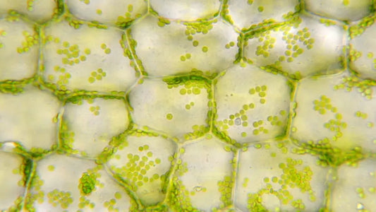 Chlorophyll and Acid Reflux: What It Actually Does in Your Gut